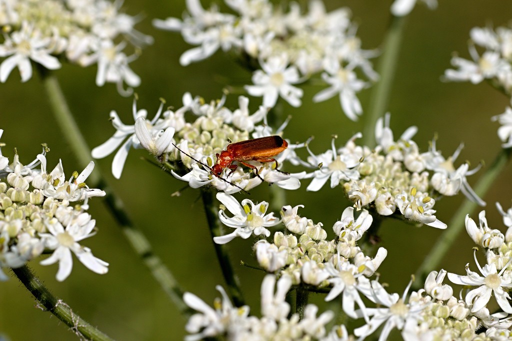 voornes duin tenellaplas Quackjeswater natuur natuurgebied natuurmonumenten hdr duinen Zuid Hollands landschap polder bossen natuurreservaat Natura 2000